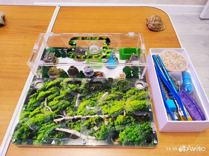 Формикарий с муравьями(муравьиная ферма)