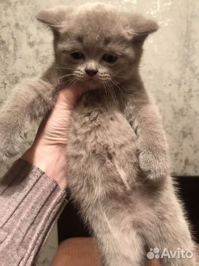 Британский котенок