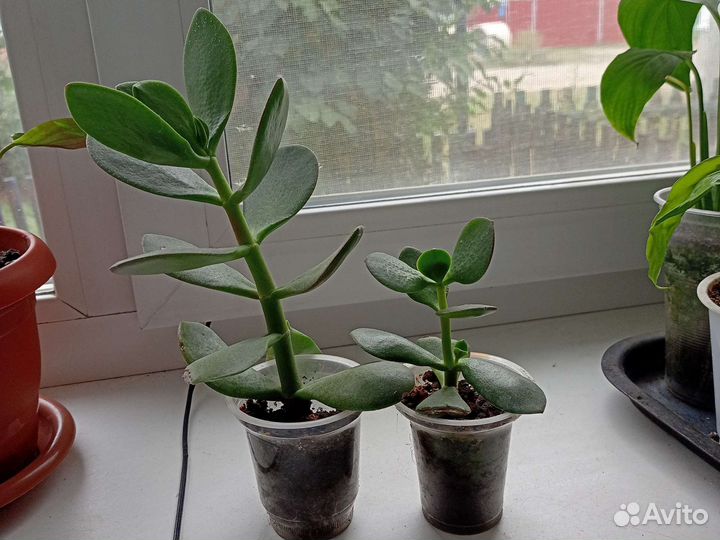 Комнатные цветы