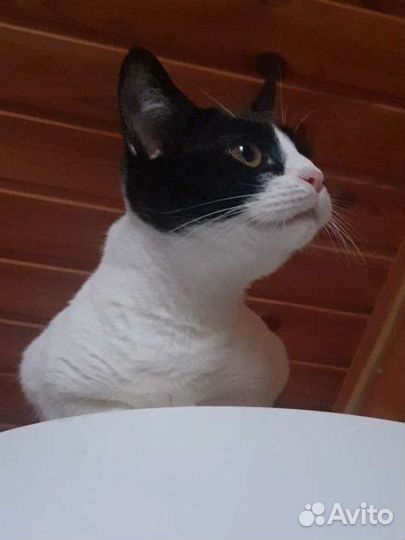 Кошка кошечка