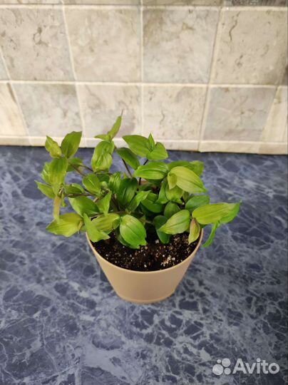 Традесканция