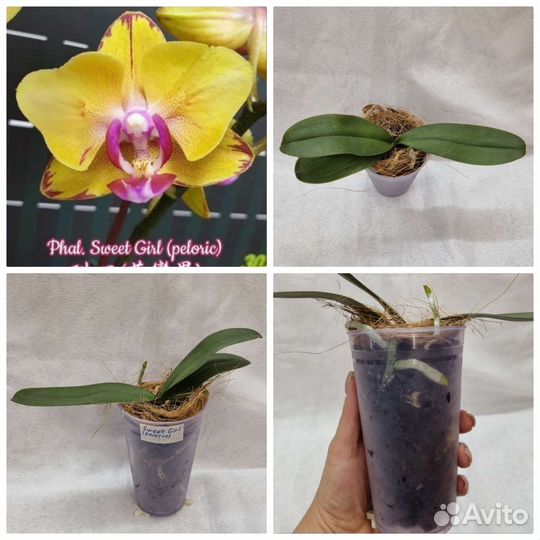 Орхидея Фаленопсис бабочка