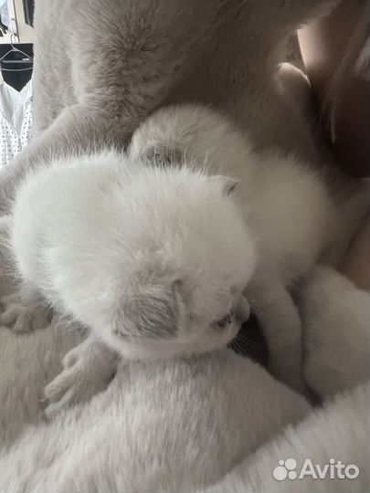 Котята От британской кошки