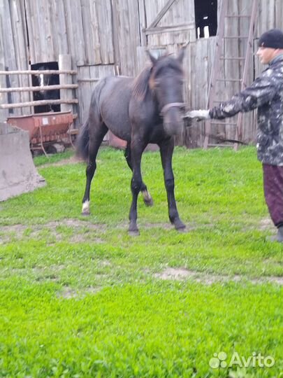 Продам лошадь
