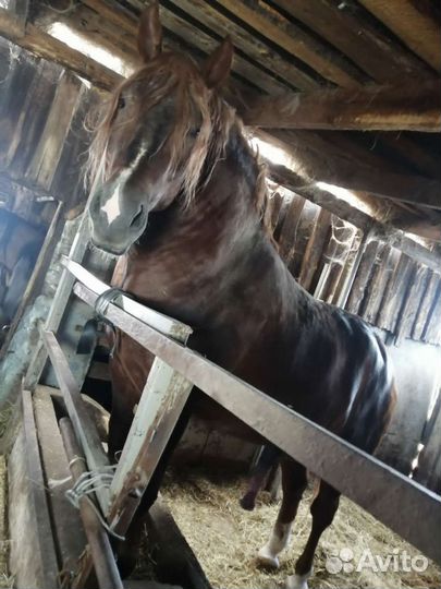 Жеребец тяжеловоз