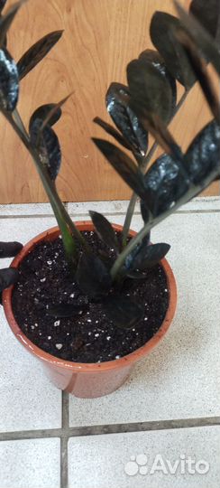 Замиокулькас