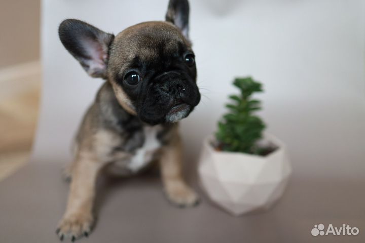 Французский бульдог особенный малыш