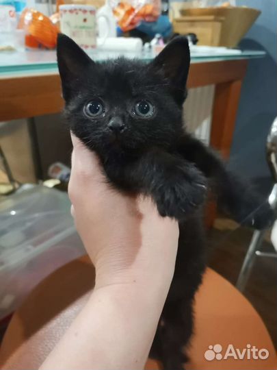 Кошка в дар бесплатно