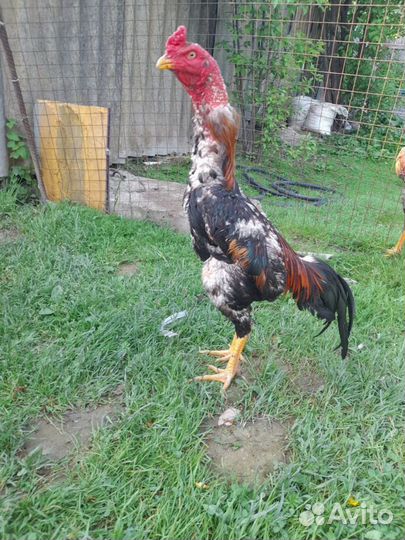 Бойцовая птица