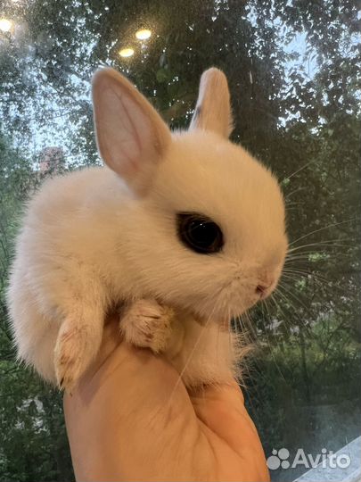 Мини кролик