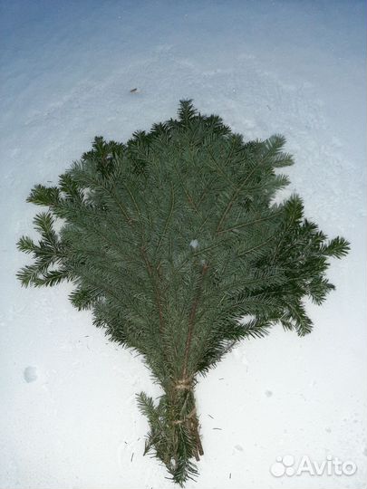 Веник пихтовый