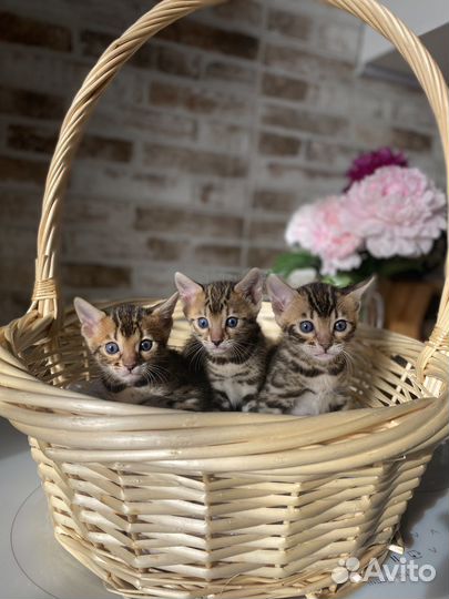 Бенгальские котята