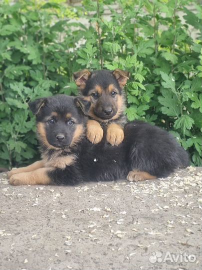 Немецкая овчарка