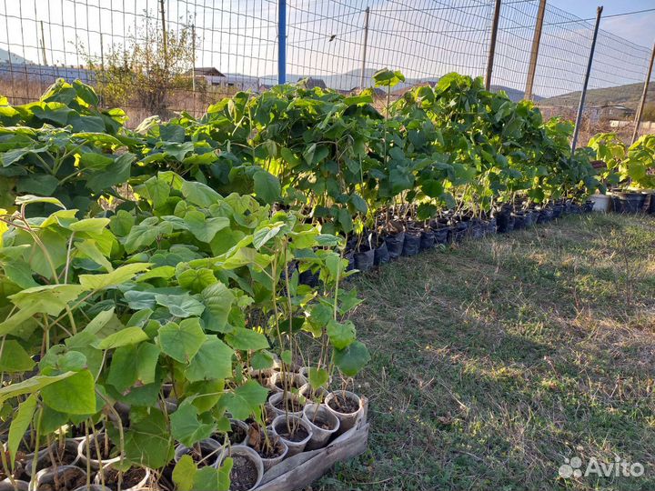 Павлония саженцы