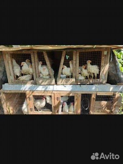 Курятники бу