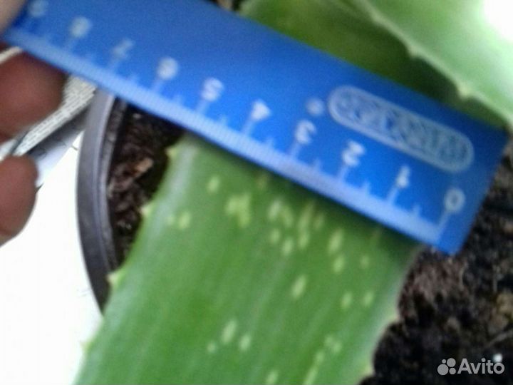 Алое, каланхое и золотой ус