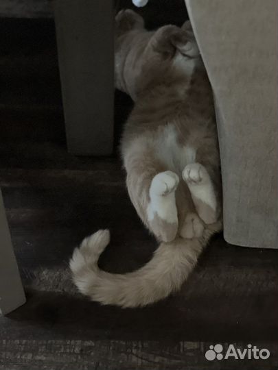 Шотландский кот на вязку