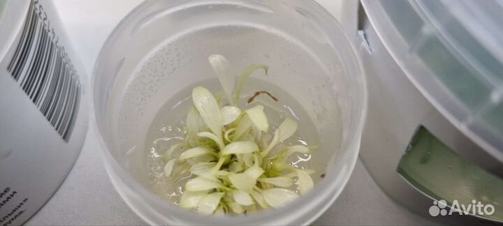 Аквариумные живые растения большой выбор