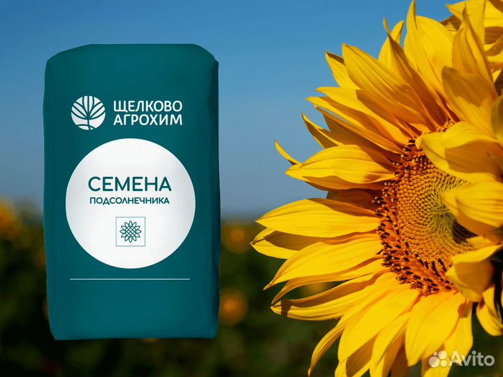 Семена подсолнечника Кречет (гибрид)