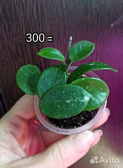 Хойя Матильда, Карноза, Белла, Кримсон Квин