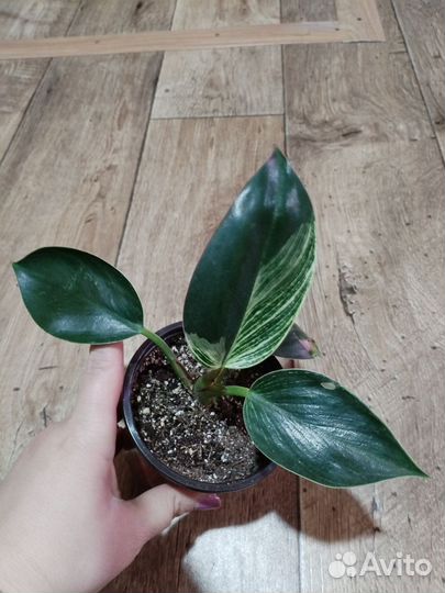 Филодендрон Биркин