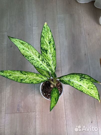 Диффенбахия стар брайт