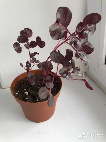 Ирезине хербста