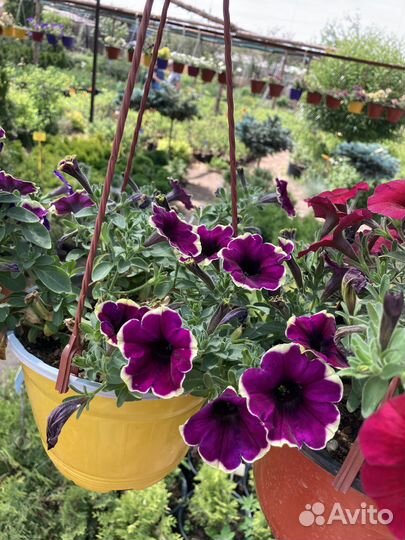 Вегетативная петуния для озеленения