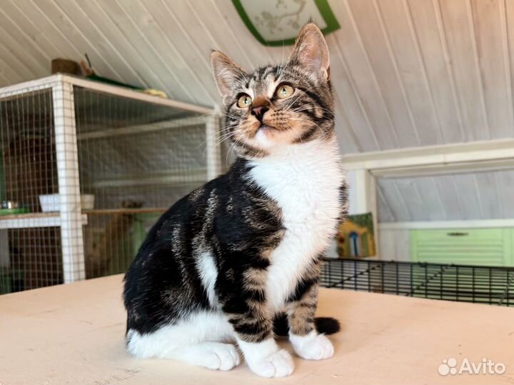 Шикарная девочка котёнок с белой грудкой