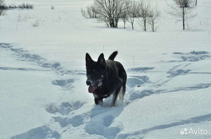 Вязка вео кабель