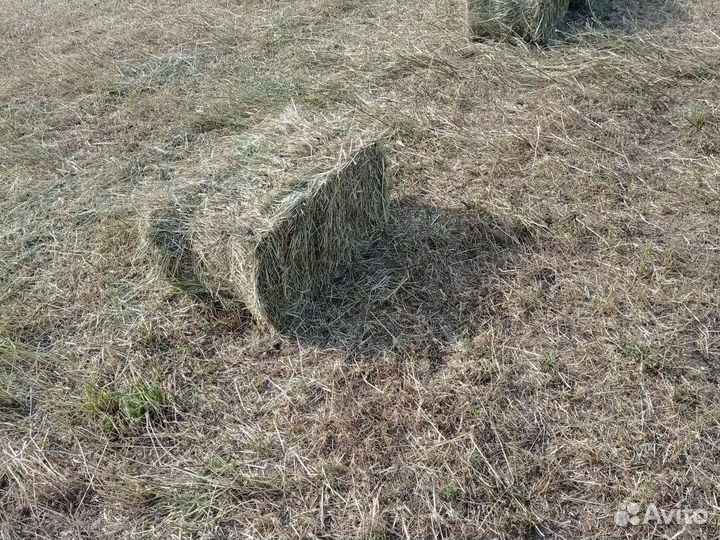 Сено в тюках