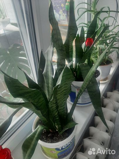 Сансевиерия