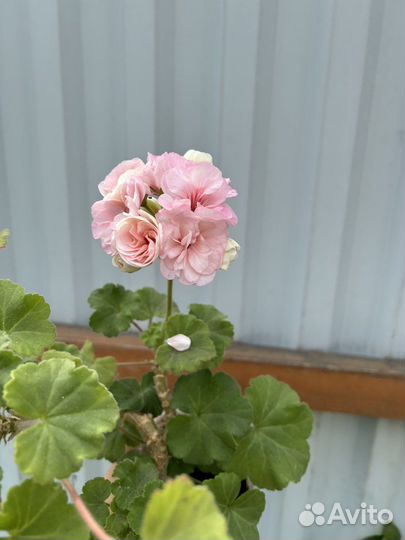 Пеларгония герань разная