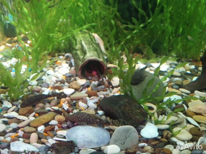 Анциструсы и гуппи Эндлера