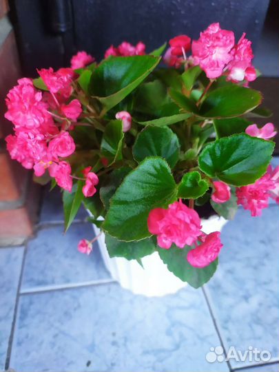 Бегония вечноцветущий, махровый