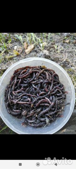 Черви красные