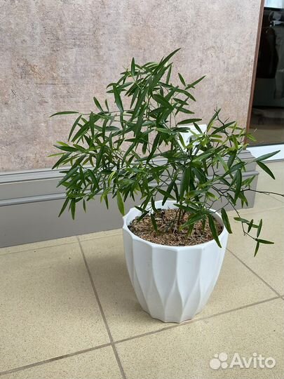 Микроцитрус Папуана Microcitrus Papuana