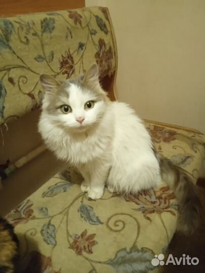 Кошки
