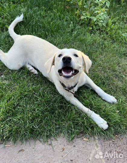 Собаки бесплатно