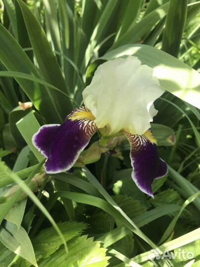 Ирисы сортовые
