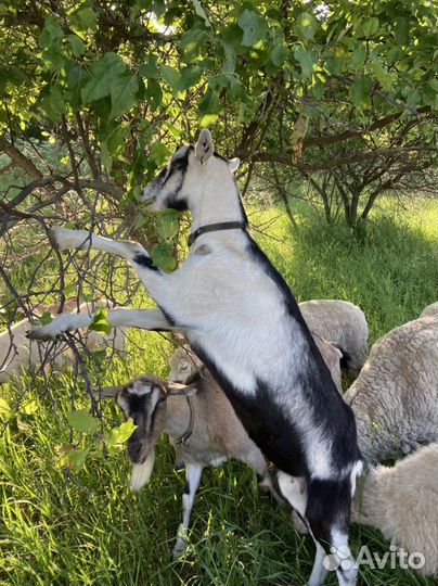 Альпийские козы, козлята