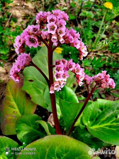 Бадан лечебн многолетка