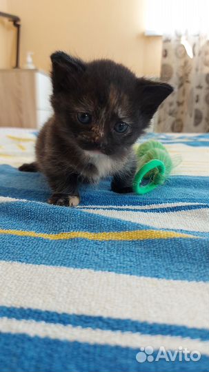 Манчкин котенок