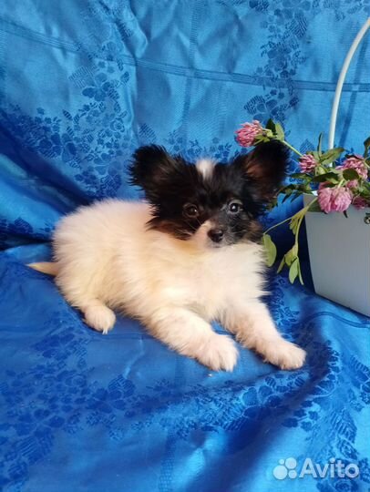 Папийон девочки мини и стандарт