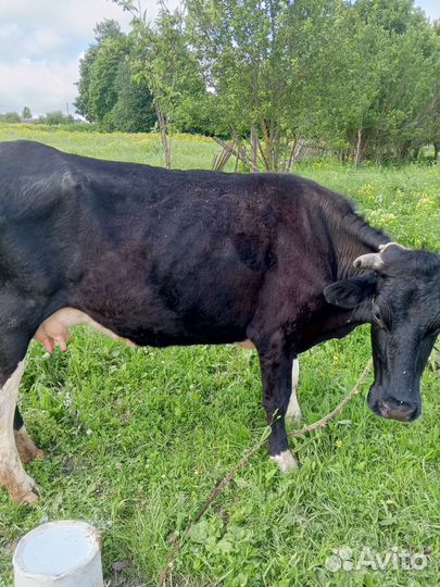 Первотелка