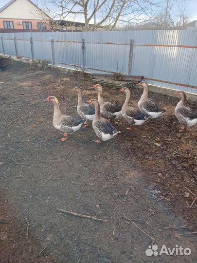 Гуси на племя