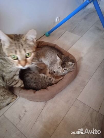 Котята отдам бесплатно