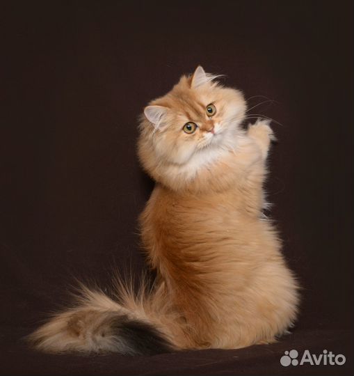 Бесплатно отдам кошку