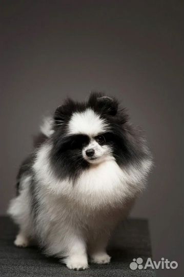 Щенки шпица мини