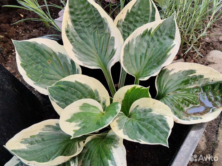 Хоста в горшках